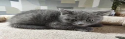 British Shorthair cats for sale: BRITISH SHORTHAIR KITTENS GCCF REGISTERED - Advert 13