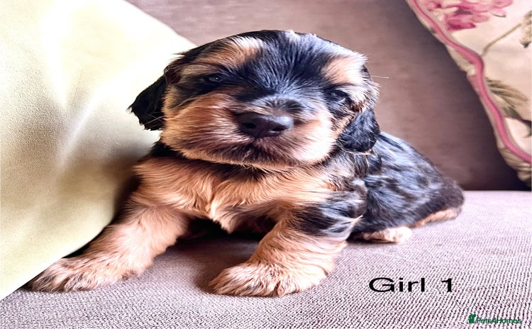 Cockapoo dogs - Advert 7