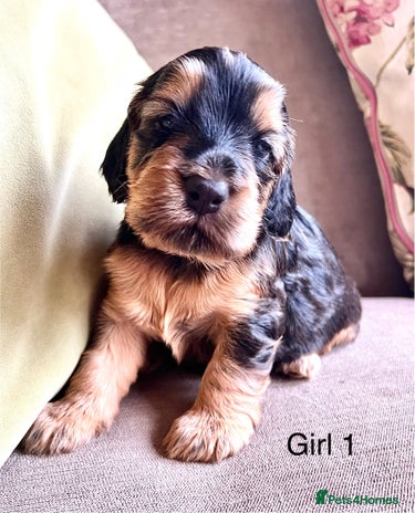 Cockapoo dogs - Advert 3