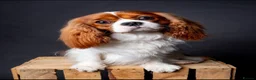 Cavalier King Charles Spaniel dogs for stud: KC REG HEALTH TESTED CHAMPION LINES CAVALIER STUD  in Hoddesdon - Advert 10