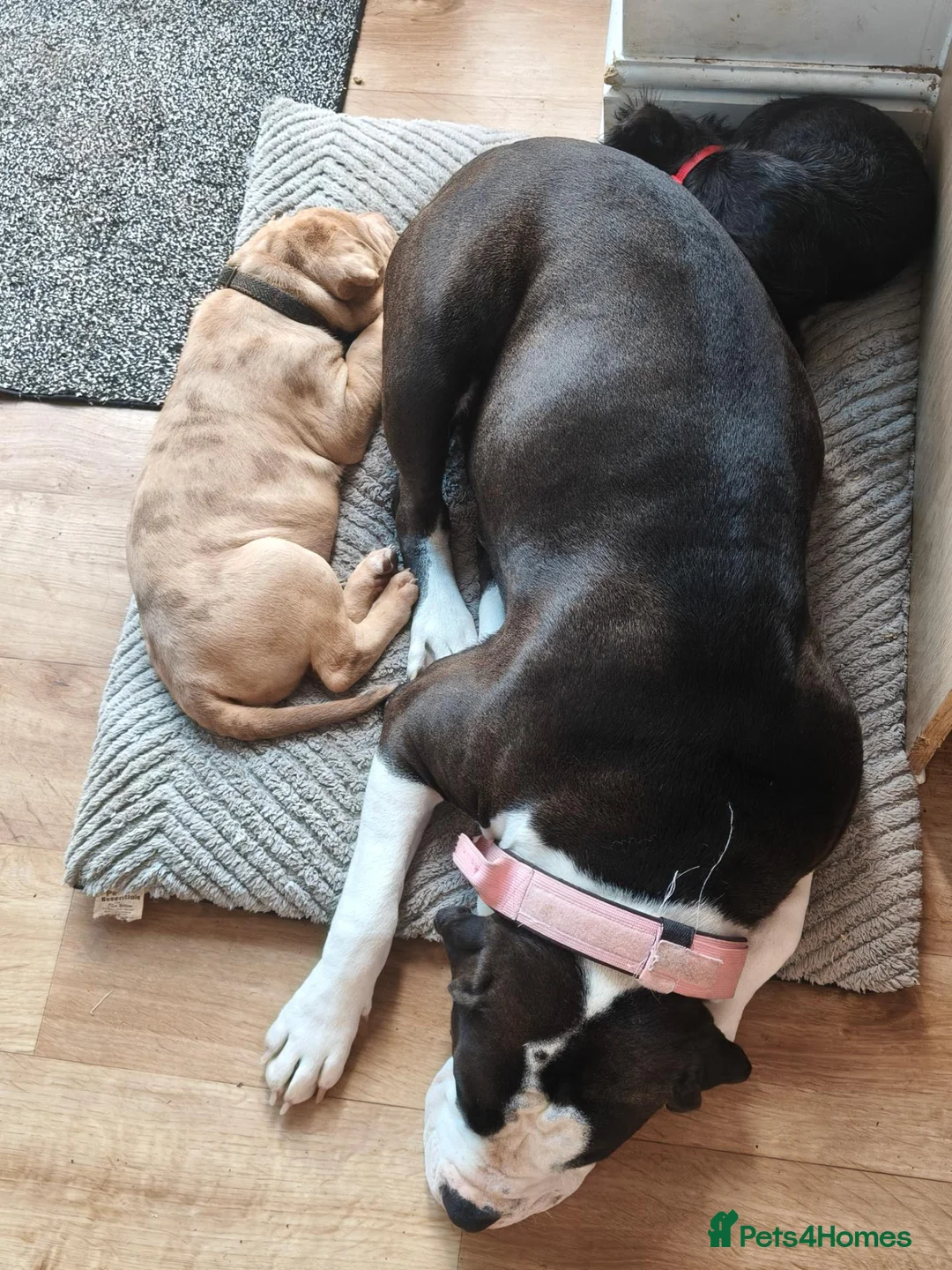 Mixed Breed dogs for sale: Shar pei cross mastiff  - Advert 2