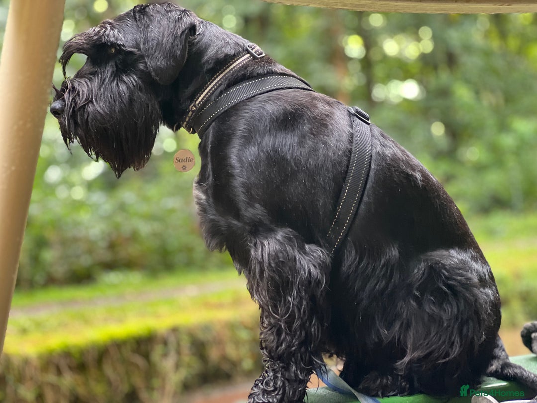 Schnauzer dogs for sale: Beautiful Black Standard Schnauzer Puppies. - Image 3