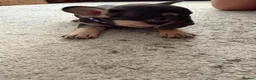 French Bulldog dogs for sale: 3 Gorgeous French Bulldog puppies  - Advert 8