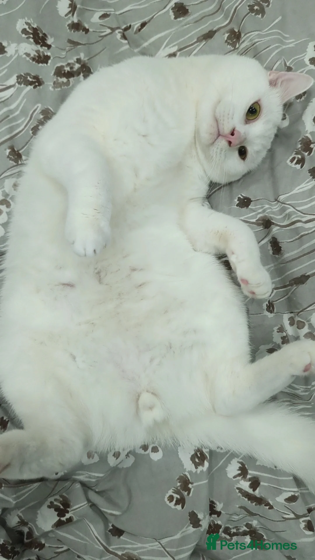 Mixed Breed cats for sale: White Male Moggie Cat Looking for a Forever Home - Advert 2