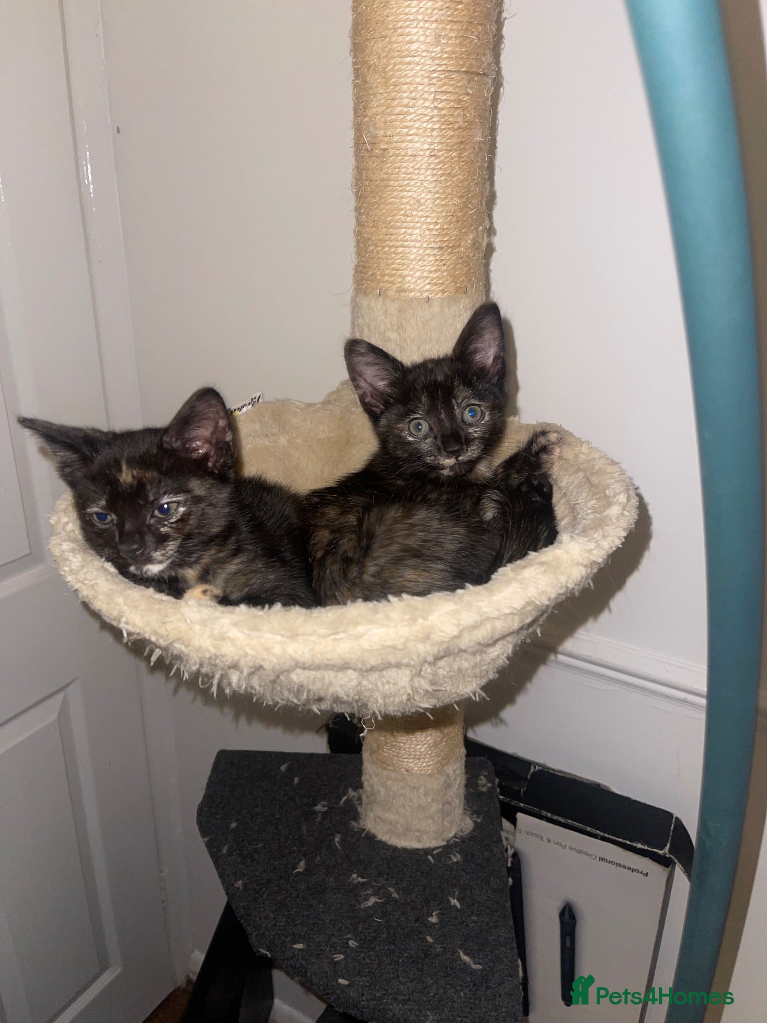 Mixed Breed cats Female kittens for sale  - Advert 1