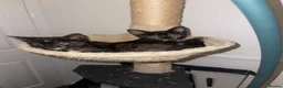 Mixed Breed cats for sale: Female kittens for sale  - Advert 1