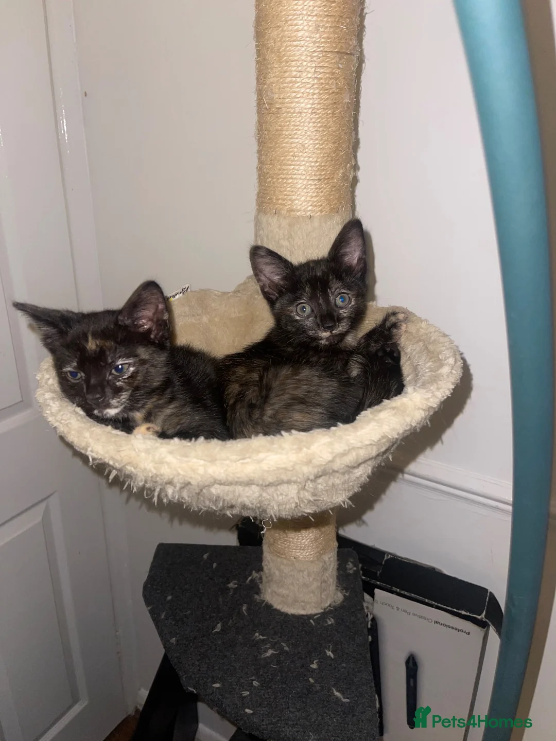 Mixed Breed cats for sale: Female kittens for sale  - Advert 1