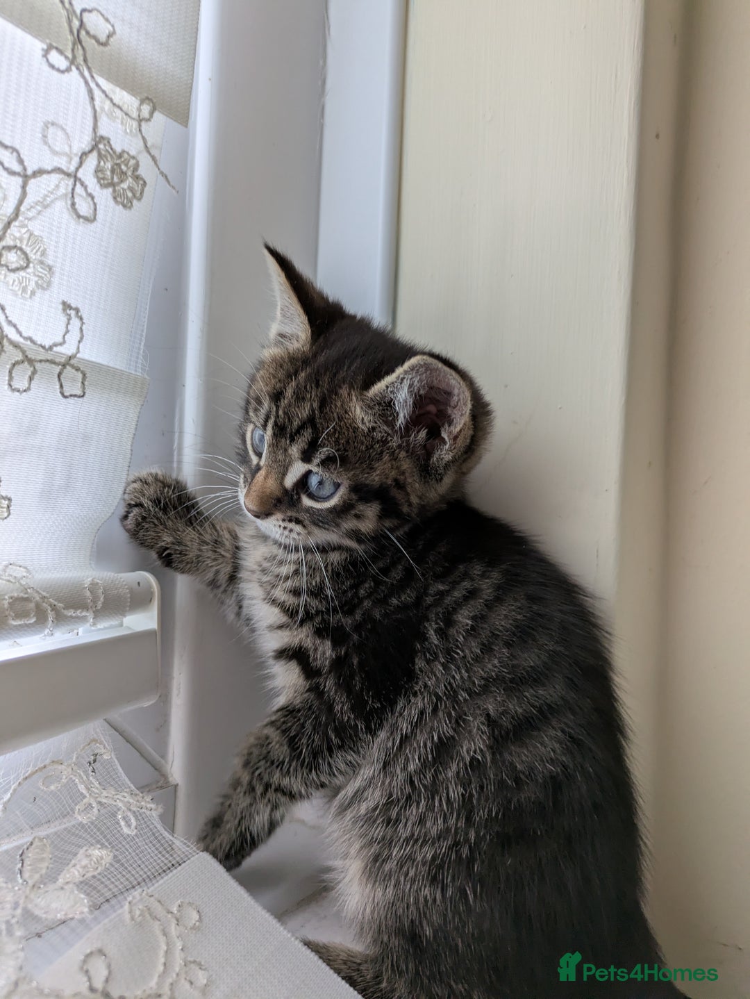 Bengal cats for sale: Purebred Spotted Bengal Kittens Brown Charcoal - Image 30