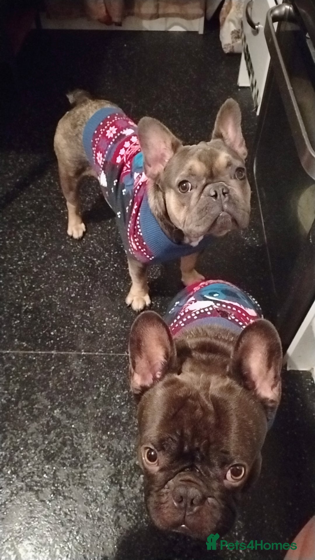 French Bulldog dogs for sale: Frenchies - Advert 7