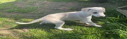 Italian Greyhound dogs for sale: Gorgeous Italian greyhound puppies  - Advert 10