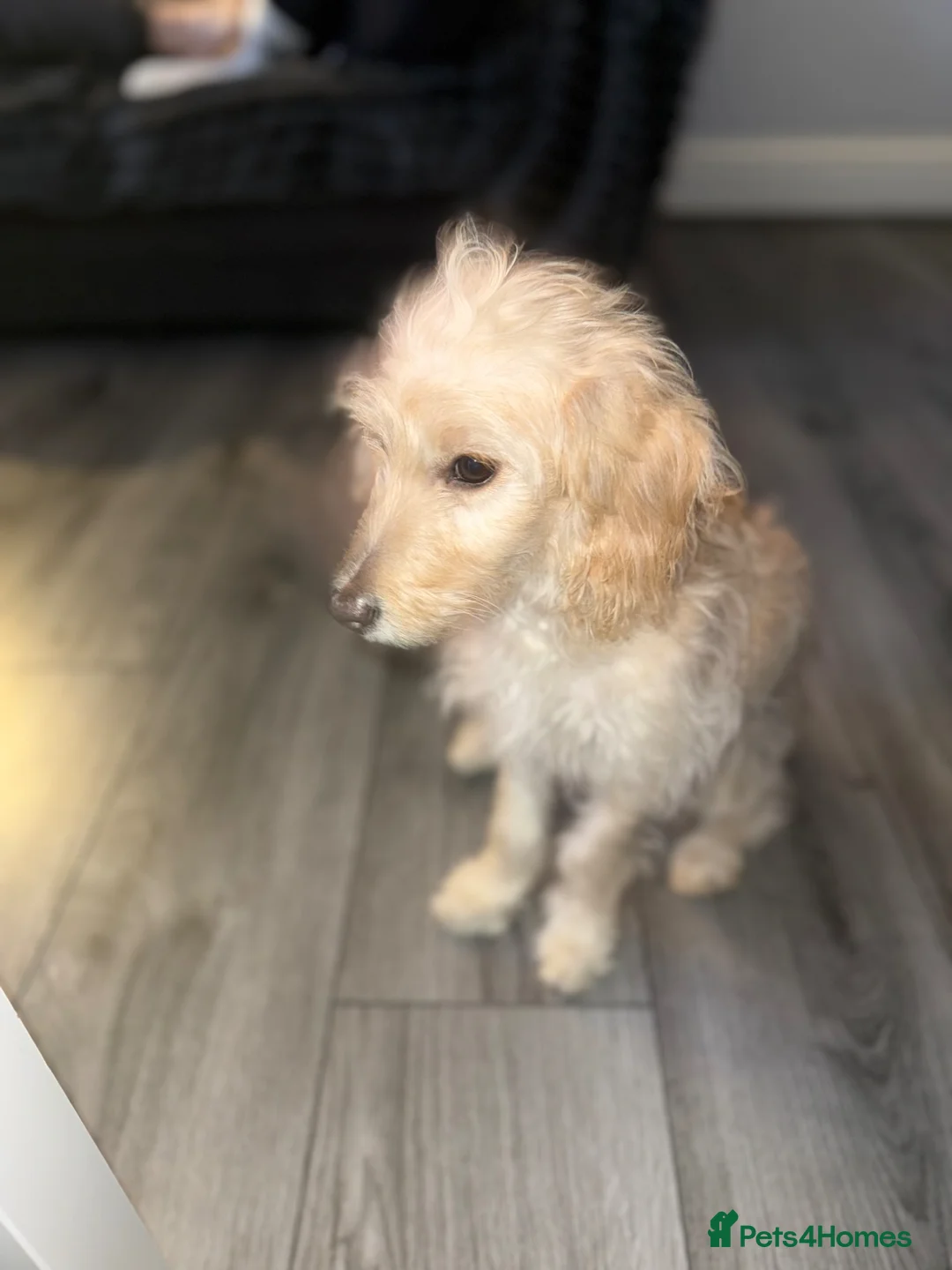 Cockapoo dogs for sale: F2 cockapoo puppy  - Advert 2