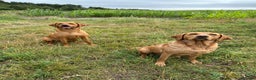 Labrador Retriever dogs for sale: KC Fox Red Labrador Pups FTCH Sire - Health Tested - Advert 11