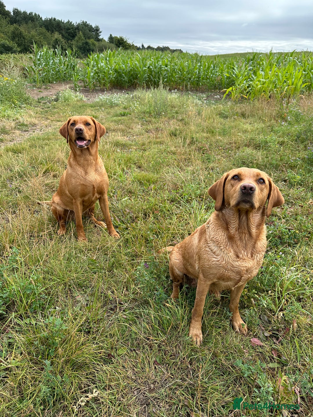 Labrador Retriever dogs for sale: KC Fox Red Labrador Pups FTCH Sire - Health Tested - Advert 11