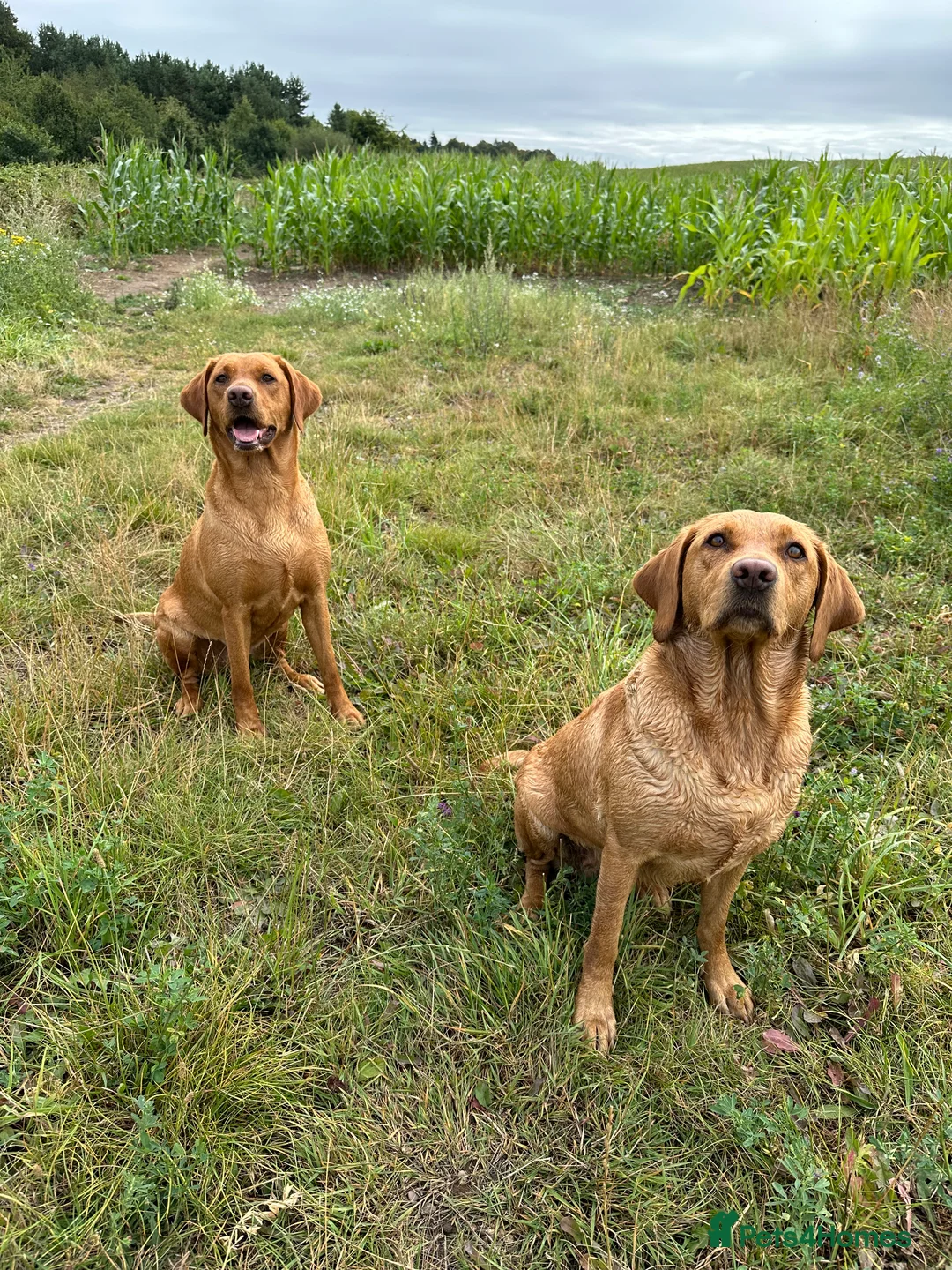 Labrador Retriever dogs for sale: KC Fox Red Labrador Pups FTCH Sire - Health Tested - Advert 11