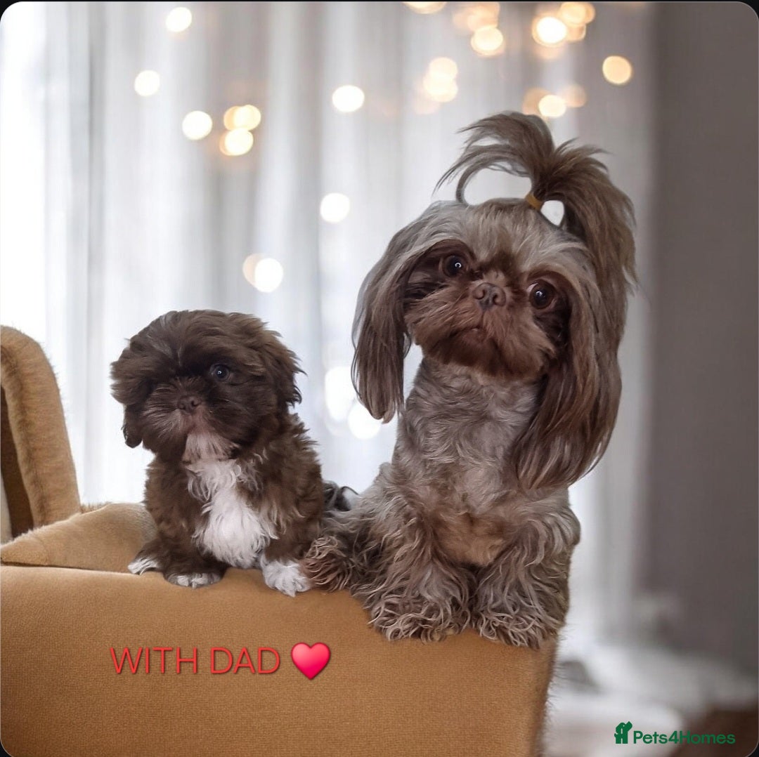 Shih Tzu dogs Last Shih Tzu Boy Ready Now - Advert 15