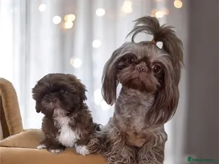 Shih Tzu dogs Last Shih Tzu Boy Ready Now - Advert 15
