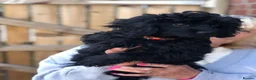 Cavapoo dogs for sale: ❗️REDUCED❗️ready to go 1 GIRL LEFT! black cavapoos - Advert 4