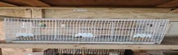 Budgerigars birds for sale: Rainbow budgies for sale - Advert 5