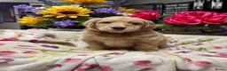 Mini Goldendoodle dogs for sale: F1 mini Goldendoodle puppies looking for homes  in Market Drayton - Advert 9