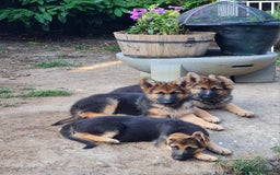German Shepherd dogs for sale: German Shepherd pups - Image 4