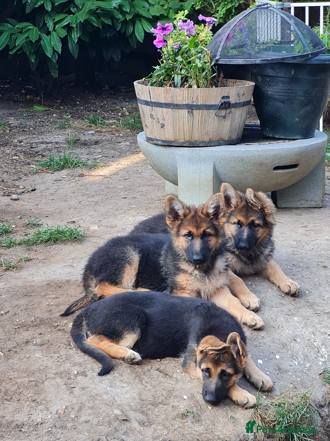 German Shepherd dogs for sale: German Shepherd pups - Image 4