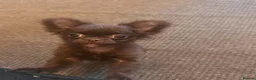 Chihuahua dogs for sale: chihuahua - Advert 15