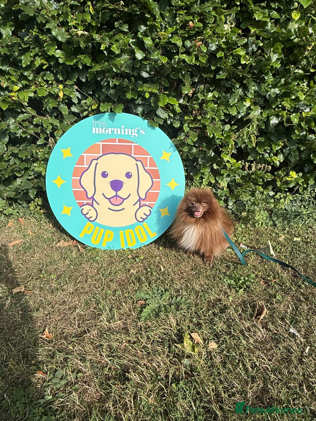 Pomeranian dogs for stud: Proven Chocolate KC in Runcorn - Advert 29