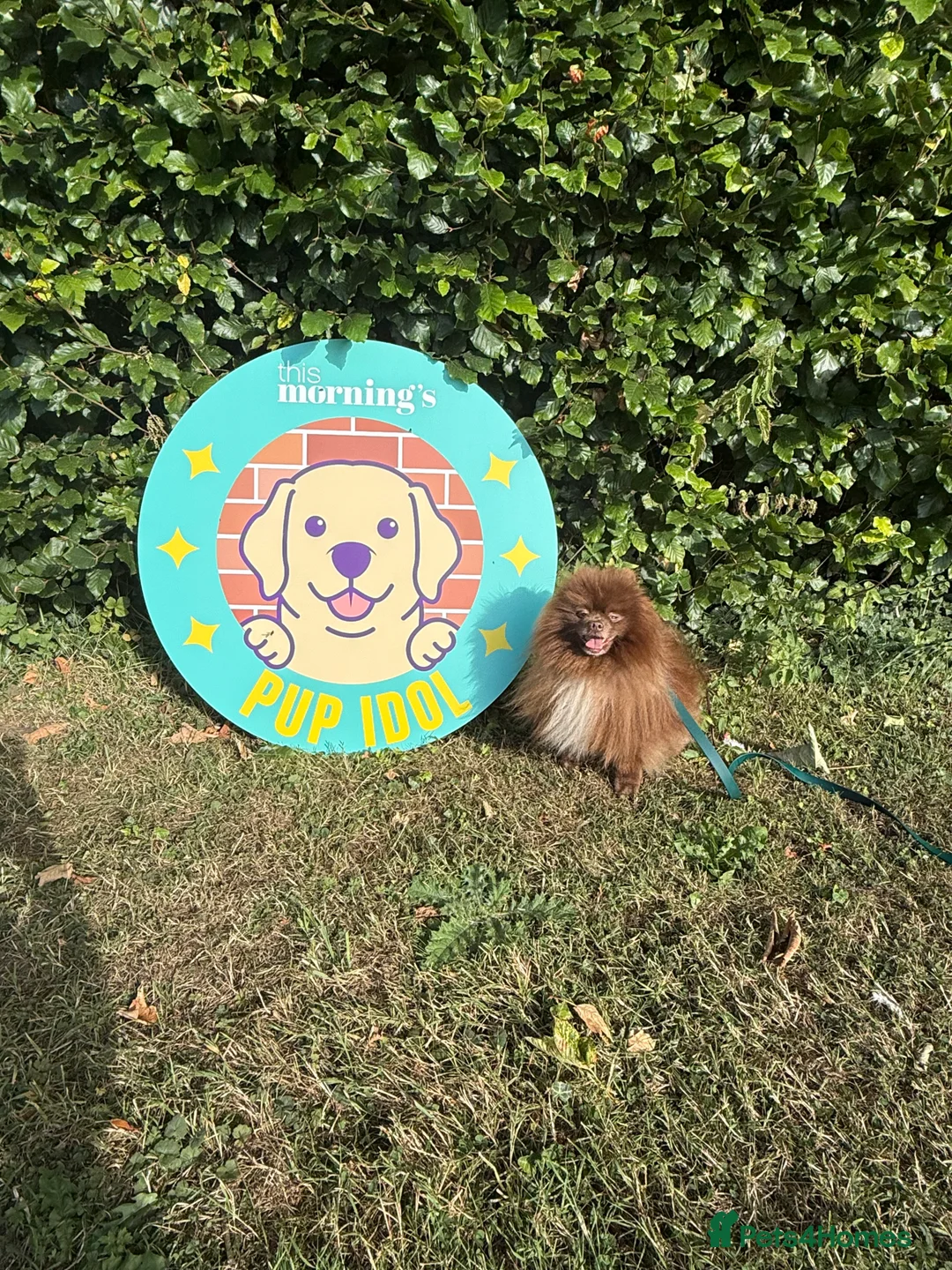 Pomeranian dogs for stud: Proven Chocolate KC in Runcorn - Advert 29