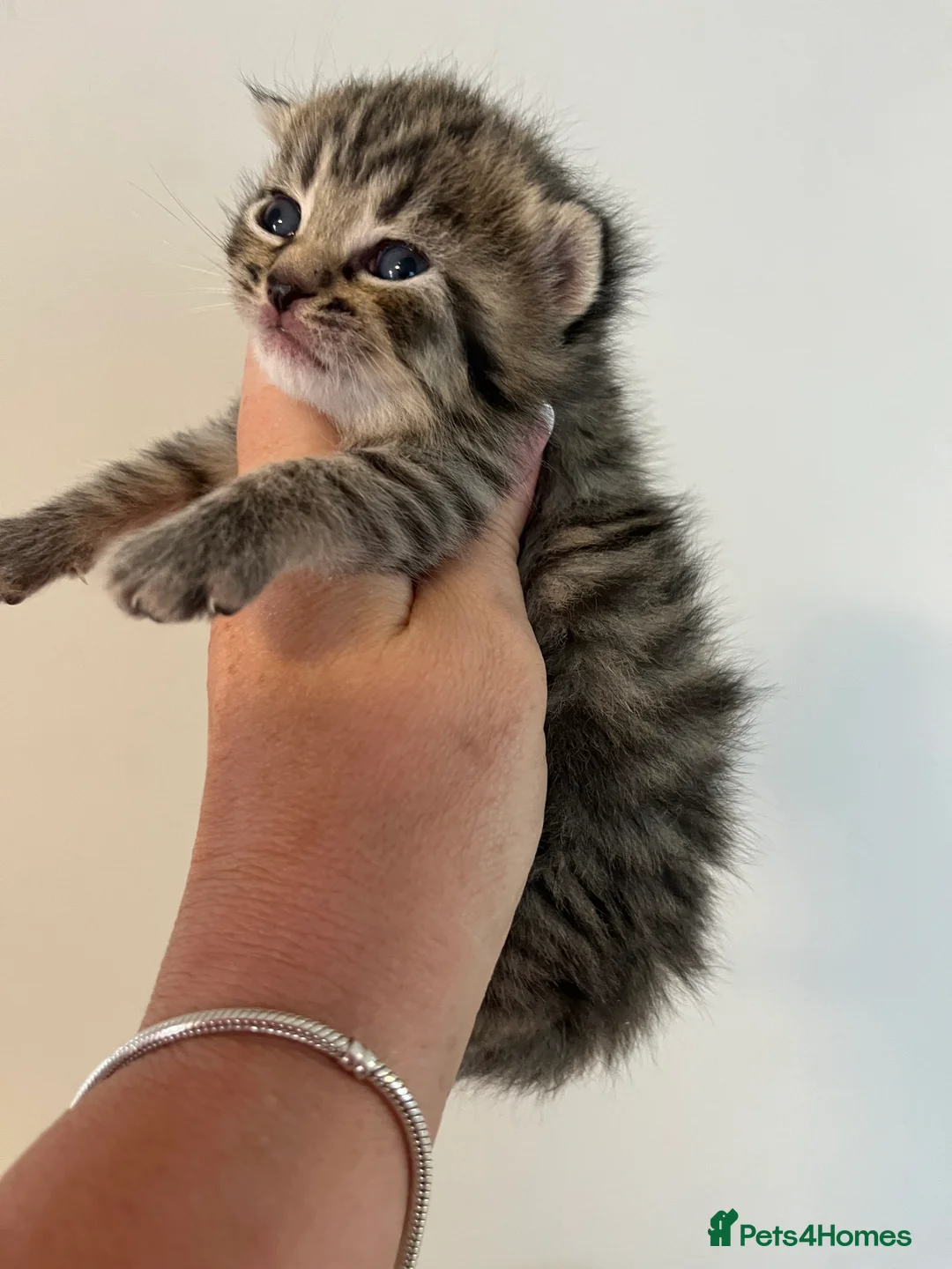 Maine Coon cats for sale: Maine coon kittens  - Advert 9