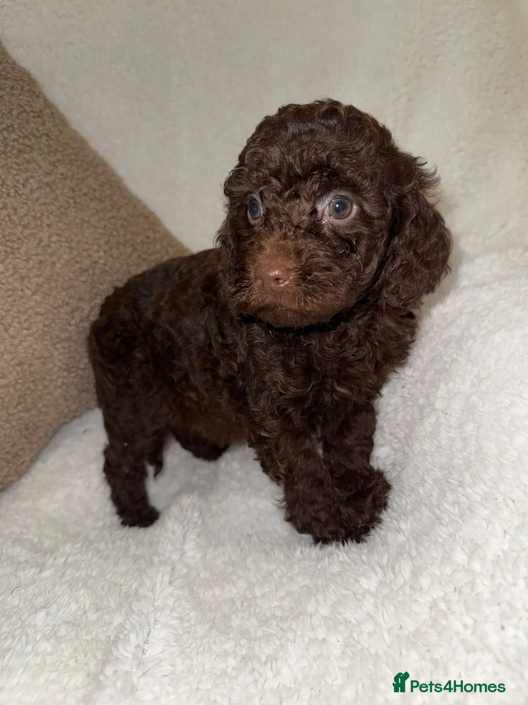Miniature Poodle dogs for sale: Stunning Chocolate Miniature Poodles - Advert 9