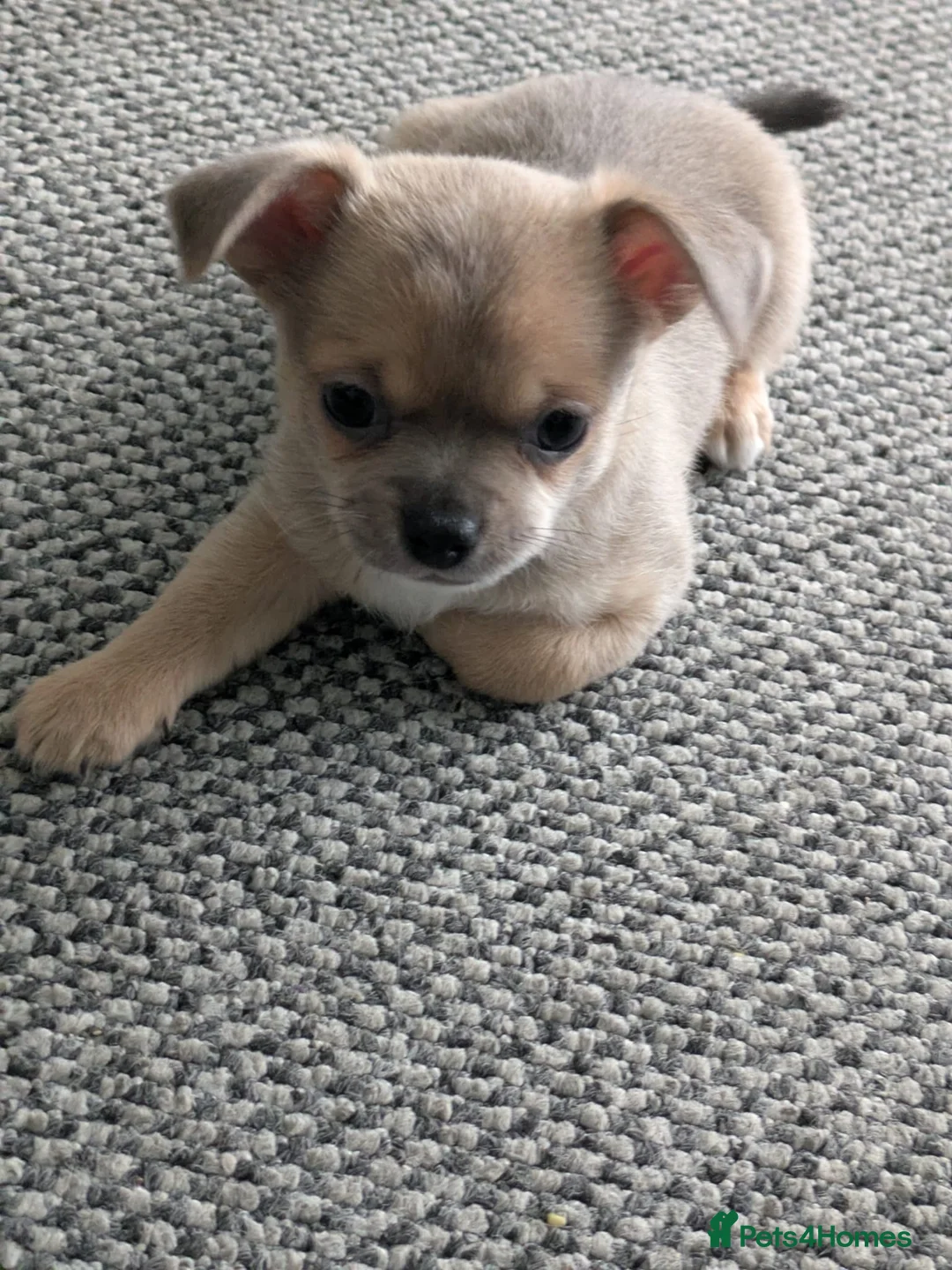 Pomchi dogs for sale: 2 stunning pomchi boys - Advert 1