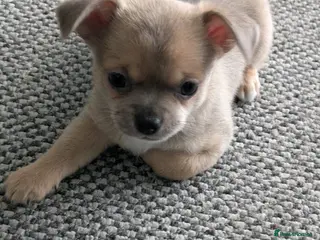 Pomchi dogs 2 stunning pomchi boys - Advert 9