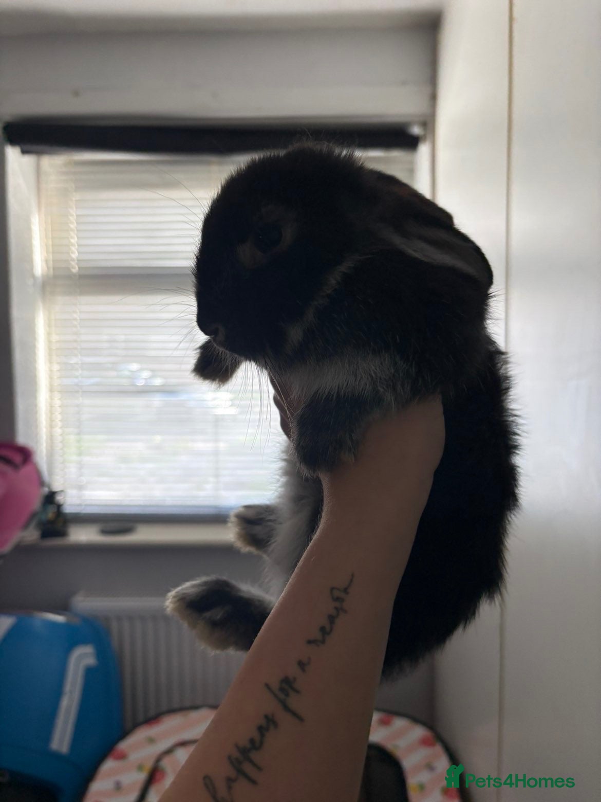 Mini Lop rabbits X2 Male mini lop - Advert 19