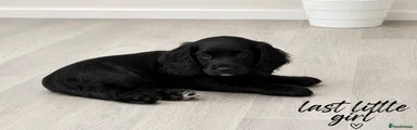 Cocker Spaniel Puppy 4
