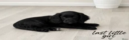 Cocker Spaniel dogs for sale: Only 3 boys left  - Advert 12