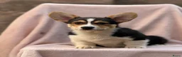 Welsh Corgi Pembroke dogs for sale: Quality Corgi pups waiting lovely homes - Advert 5