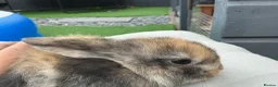 Mini Lop rabbits for sale: Beautiful mini lops in Poole - Advert 6