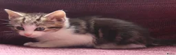 Mixed Breed cats for sale: Stunning part Siamese kittens ready now  - Advert 8