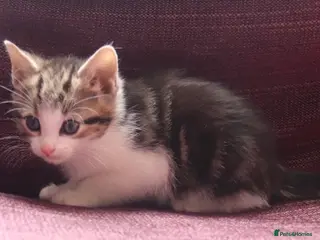 Mixed Breed cats Super friendly and stunning part Siamese kittens - Advert 16