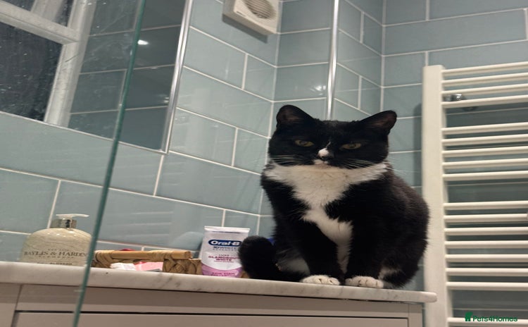 Domestic Shorthair cats - Advert 4