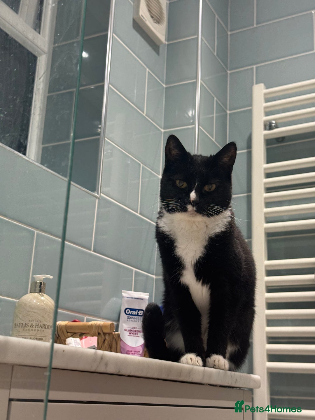 Domestic Shorthair cats for sale: Looking to rehome older Cat - Image 1