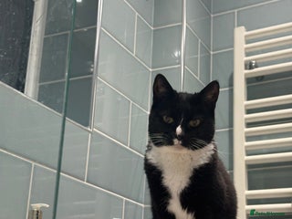 Domestic Shorthair cats - Advert 11