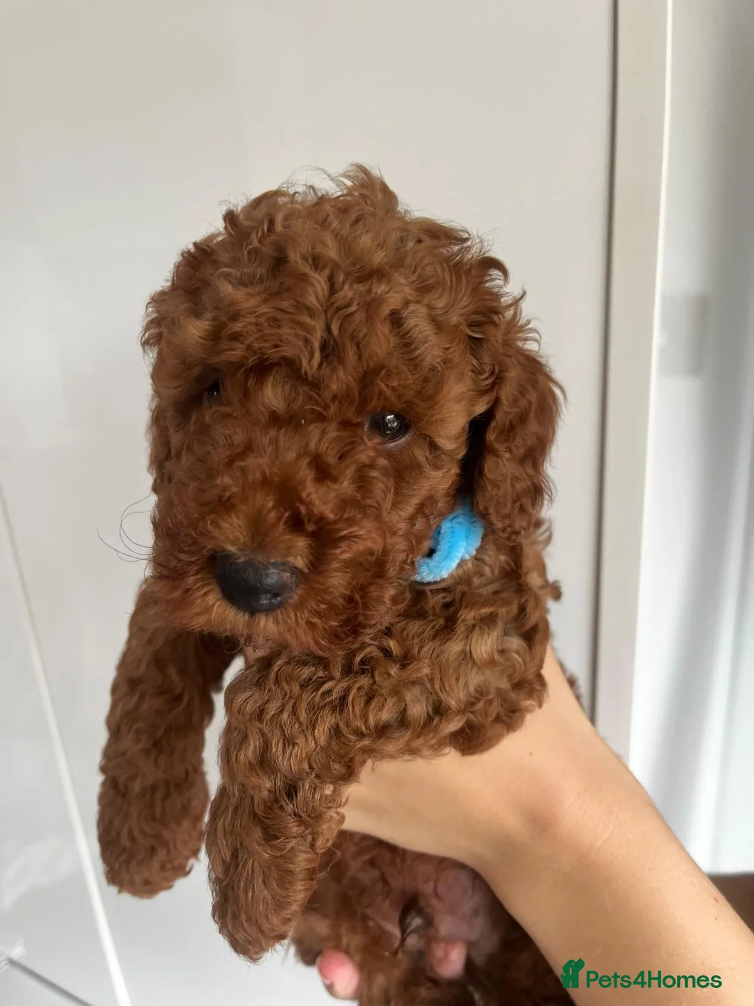 Miniature Poodle dogs for stud: Dark Red Miniature Poodle Stud Package Available in Southampton - Advert 36