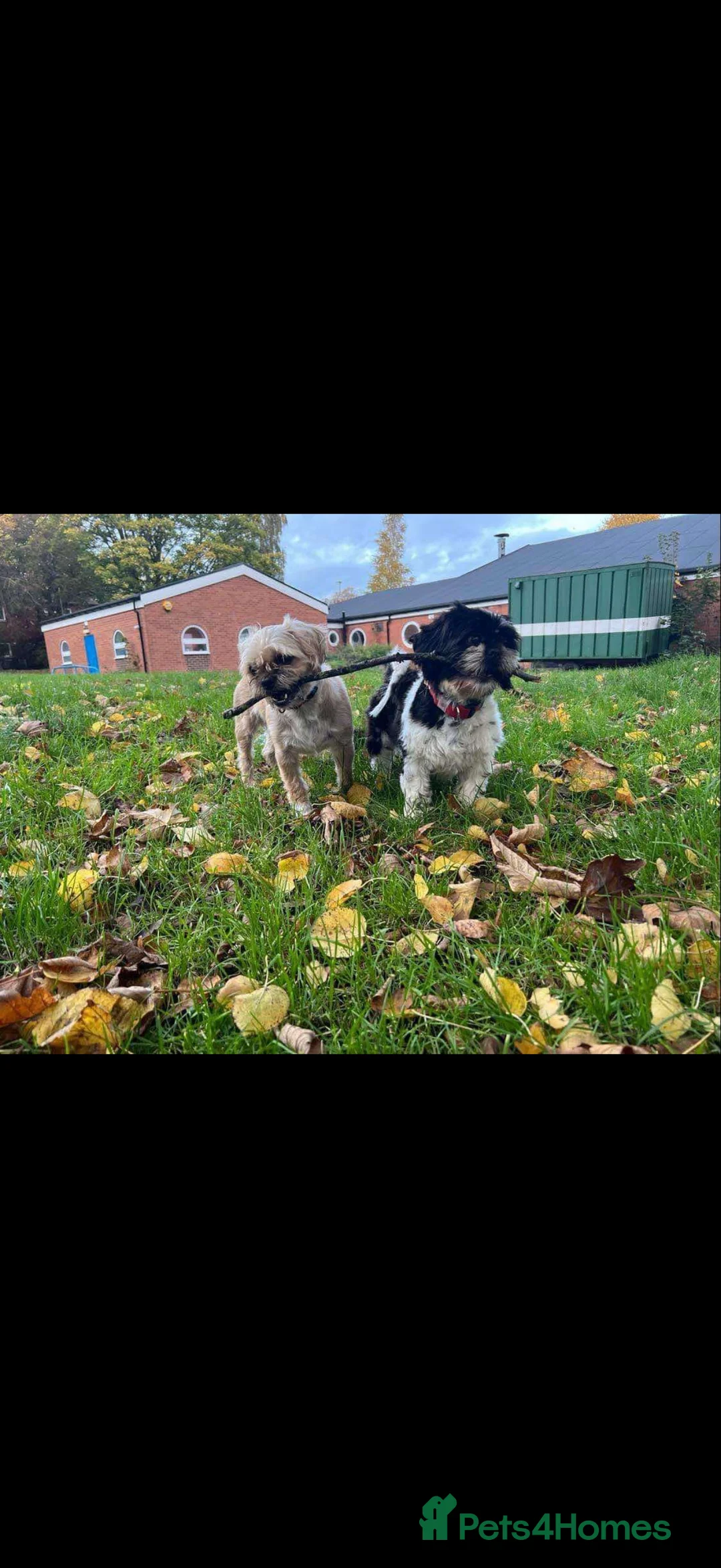 Mixed Breed dogs for sale: Puppies  - Advert 5