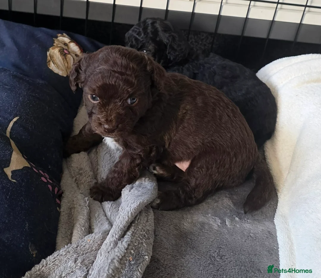 Mixed Breed dogs for sale: Cockerpoo x chihuahua puppies - Advert 7