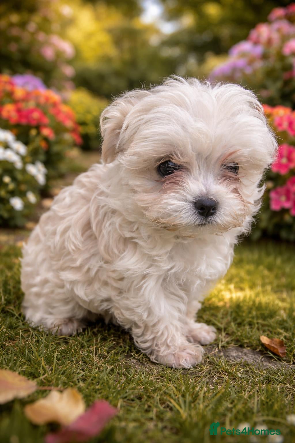 Maltipoo dogs  Extra small Korean Toy Maltipoo baby's  - Advert 4