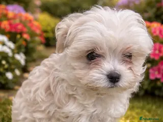 Maltipoo dogs Extra small Korean Toy Maltipoo baby's - Advert 4