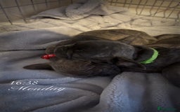 French Bulldog dogs for sale: Fench bulldog - Image 8