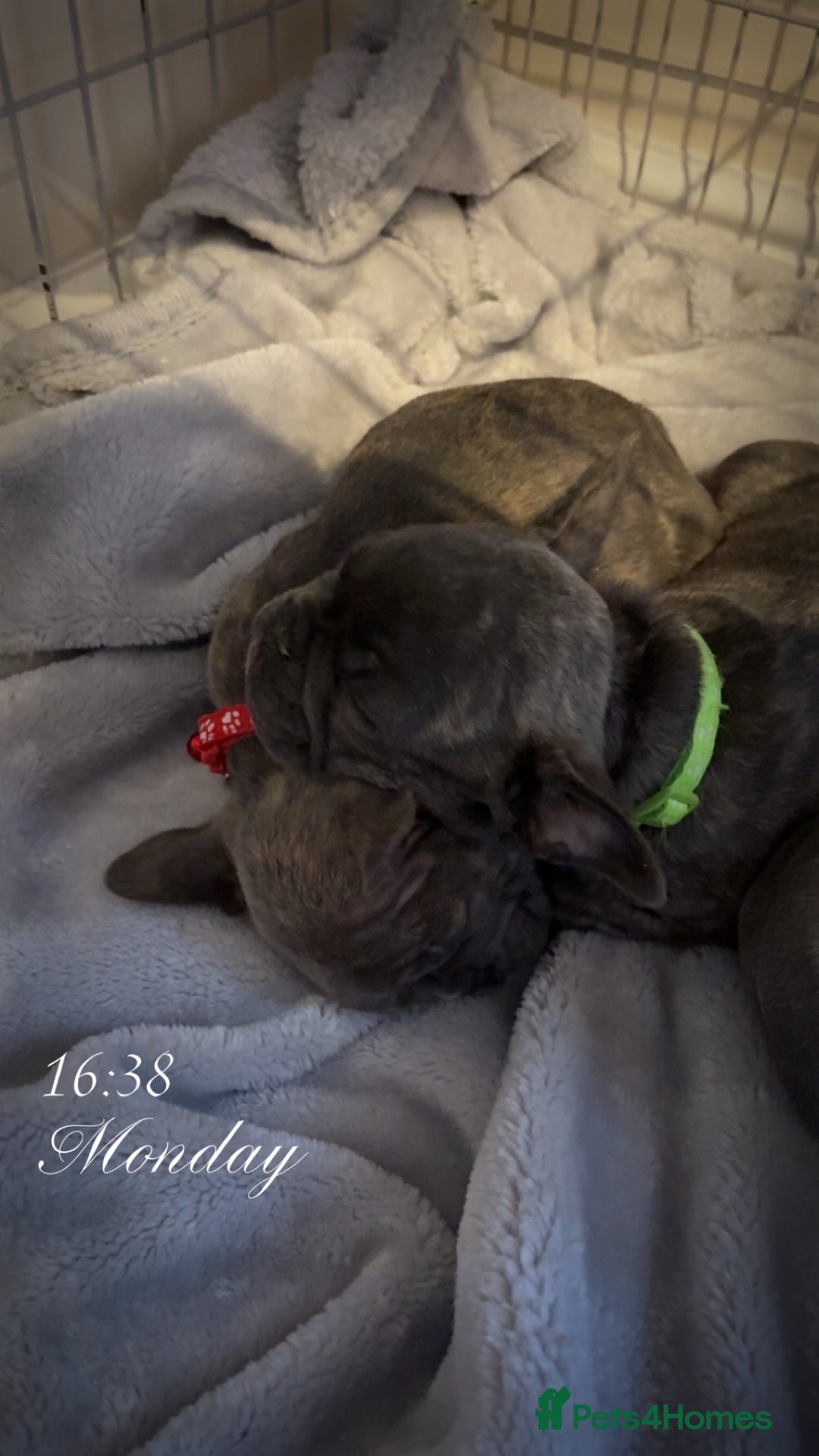 French Bulldog dogs for sale: Fench bulldog - Image 8