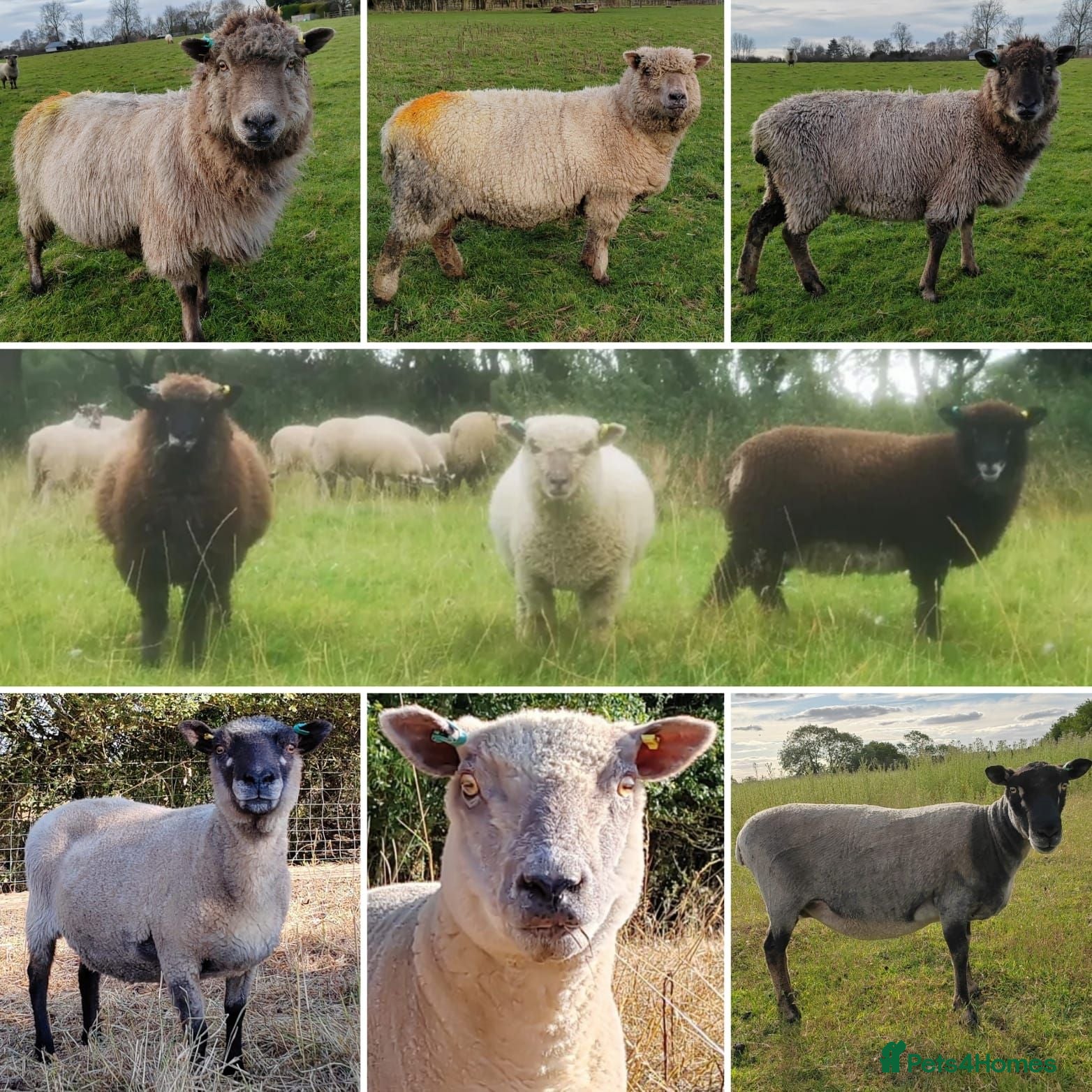 Sheep livestock Ewe Trio for Sale - Advert 1